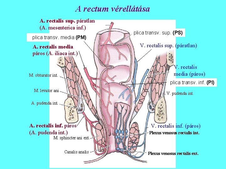 A rectum vérellátása A. rectalis sup. páratlan (A. mesenterica inf. ) plica transv. media