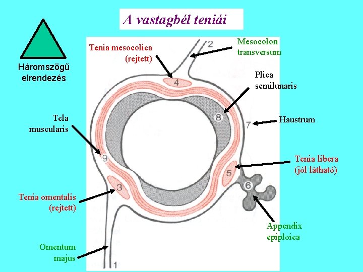 A vastagbél teniái Háromszögű elrendezés Tela muscularis Tenia mesocolica (rejtett) Mesocolon transversum Plica semilunaris