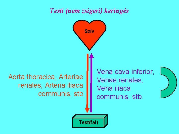 Testi (nem zsigeri) keringés Szív Aorta thoracica, Arteriae renales, Arteria iliaca communis, stb. Vena