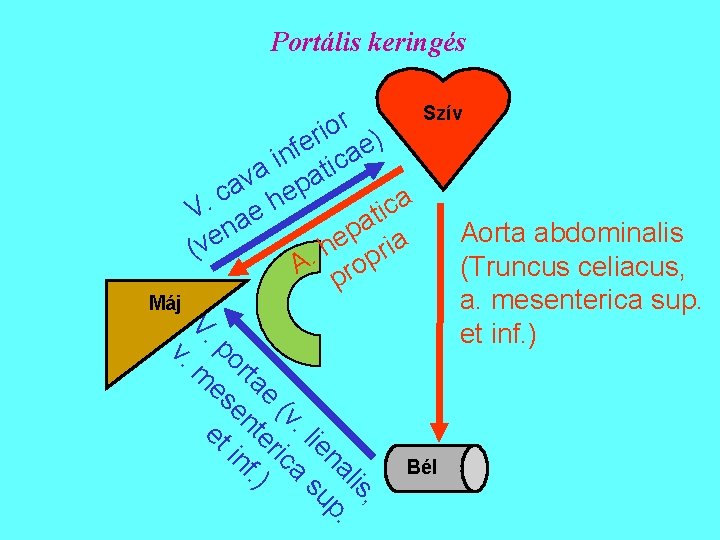 Portális keringés Máj V. Szív r o ) i r e ae f n