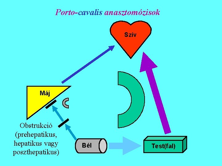 Porto-cavalis anasztomózisok Szív Máj Obstrukció (prehepatikus, hepatikus vagy poszthepatikus) Bél Test(fal) 