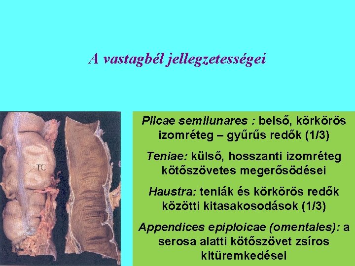 A vastagbél jellegzetességei Plicae semilunares : belső, körkörös izomréteg – gyűrűs redők (1/3) Teniae: