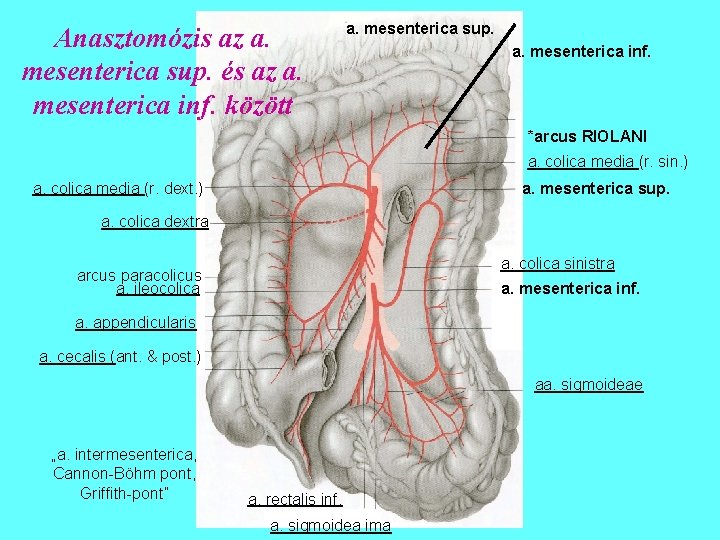 Anasztomózis az a. mesenterica sup. és az a. mesenterica inf. között a. mesenterica sup.
