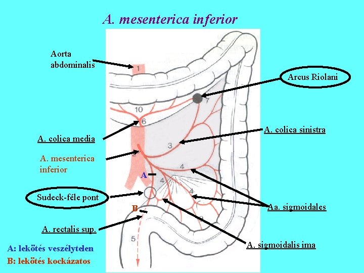 A. mesenterica inferior Aorta abdominalis Arcus Riolani A. colica sinistra A. colica media A.