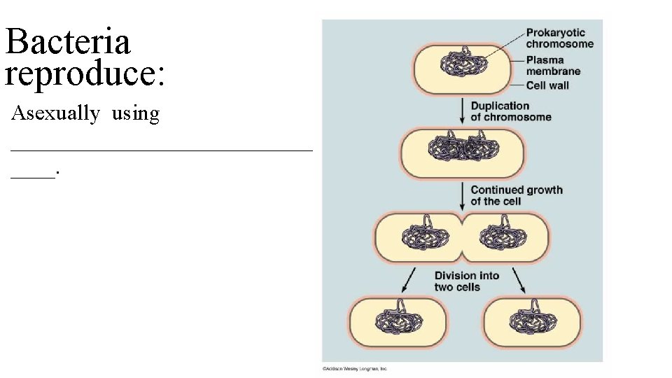 Bacteria reproduce: Asexually using ______________. 