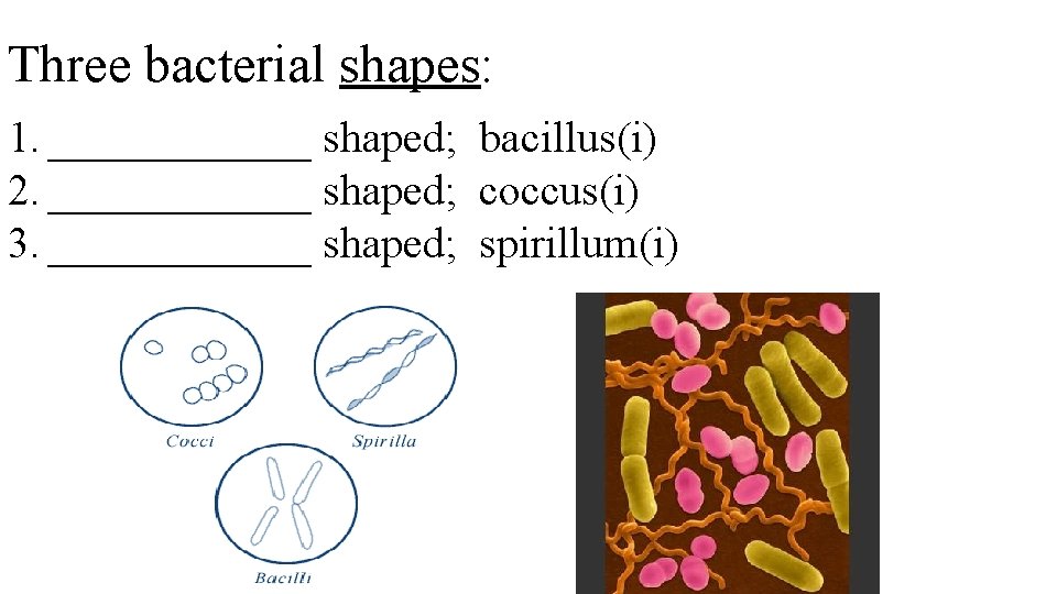 Three bacterial shapes: 1. ______ shaped; bacillus(i) 2. ______ shaped; coccus(i) 3. ______ shaped;