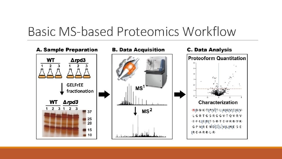 Basic MS-based Proteomics Workflow 