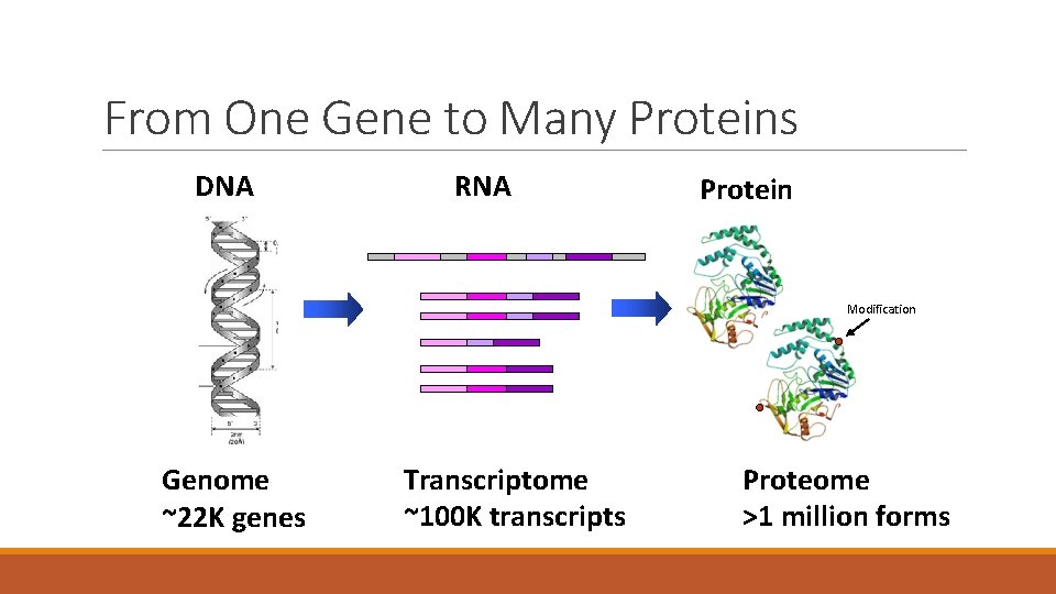 From One Gene to Many Proteins DNA RNA Protein Modification Genome ~22 K genes