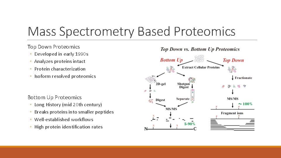 Mass Spectrometry Based Proteomics Top Down Proteomics ◦ ◦ Developed in early 1990 s