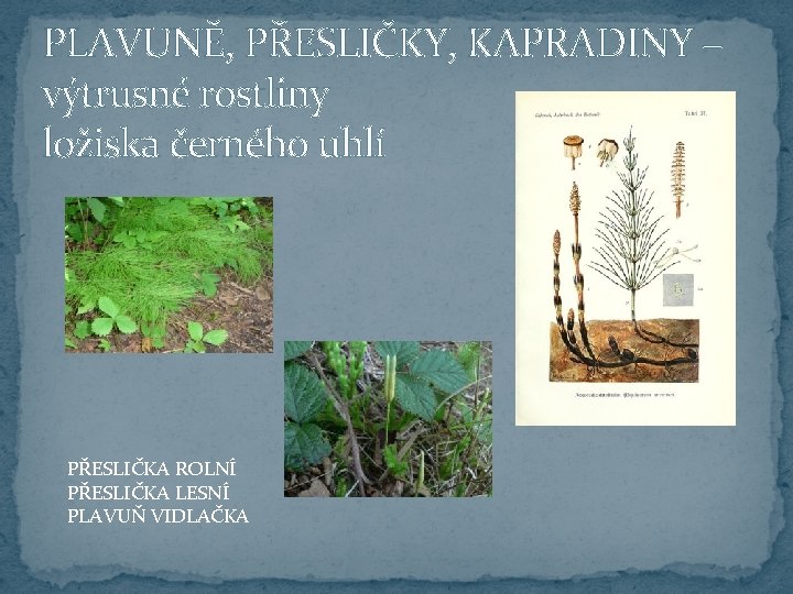 PLAVUNĚ, PŘESLIČKY, KAPRADINY – výtrusné rostliny ložiska černého uhlí PŘESLIČKA ROLNÍ PŘESLIČKA LESNÍ PLAVUŇ