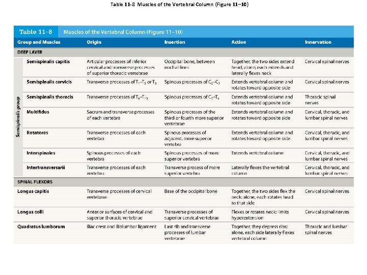 Table 11 -8 Muscles of the Vertebral Column (Figure 11– 10) 