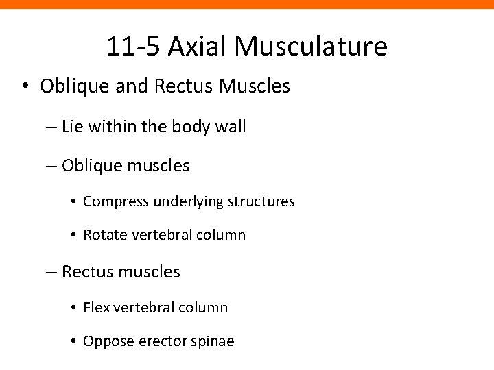 11 -5 Axial Musculature • Oblique and Rectus Muscles – Lie within the body