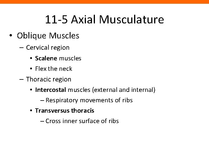 11 -5 Axial Musculature • Oblique Muscles – Cervical region • Scalene muscles •