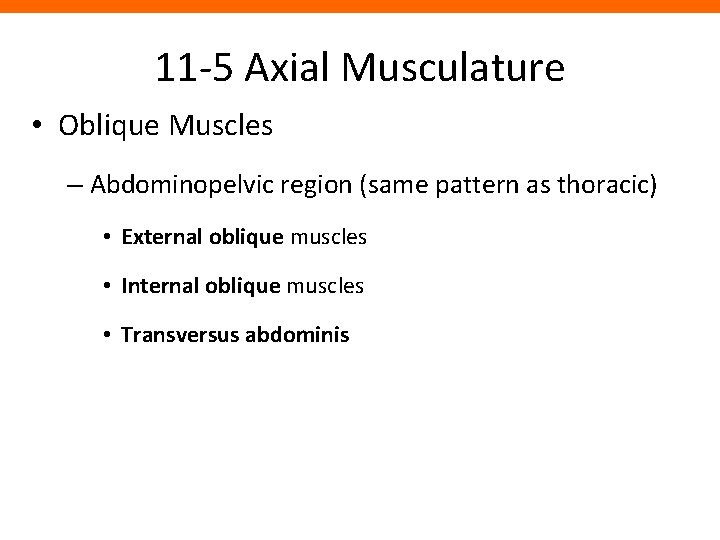 11 -5 Axial Musculature • Oblique Muscles – Abdominopelvic region (same pattern as thoracic)