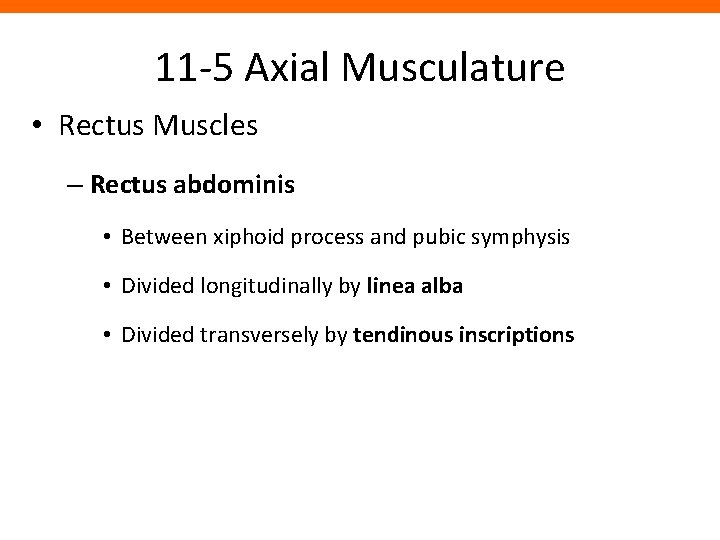 11 -5 Axial Musculature • Rectus Muscles – Rectus abdominis • Between xiphoid process