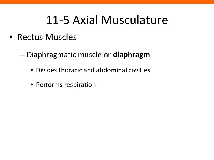 11 -5 Axial Musculature • Rectus Muscles – Diaphragmatic muscle or diaphragm • Divides