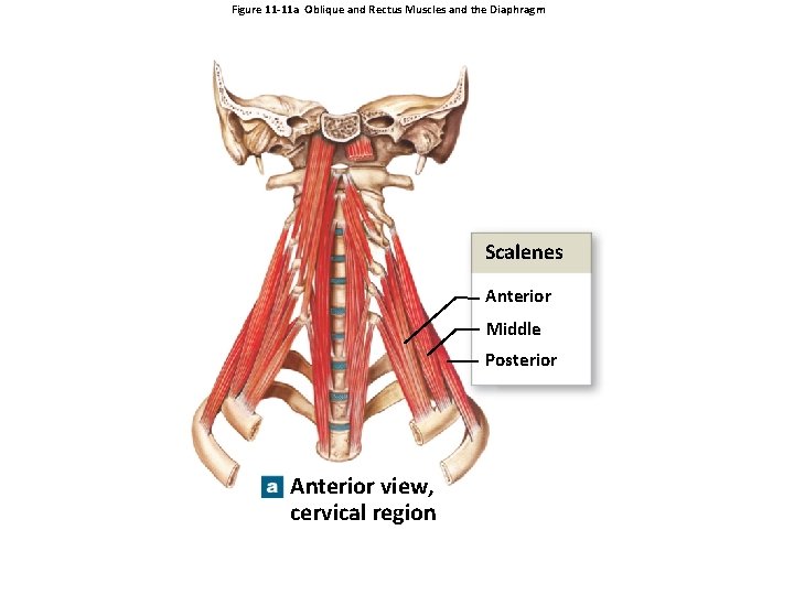 Figure 11 -11 a Oblique and Rectus Muscles and the Diaphragm Scalenes Anterior Middle