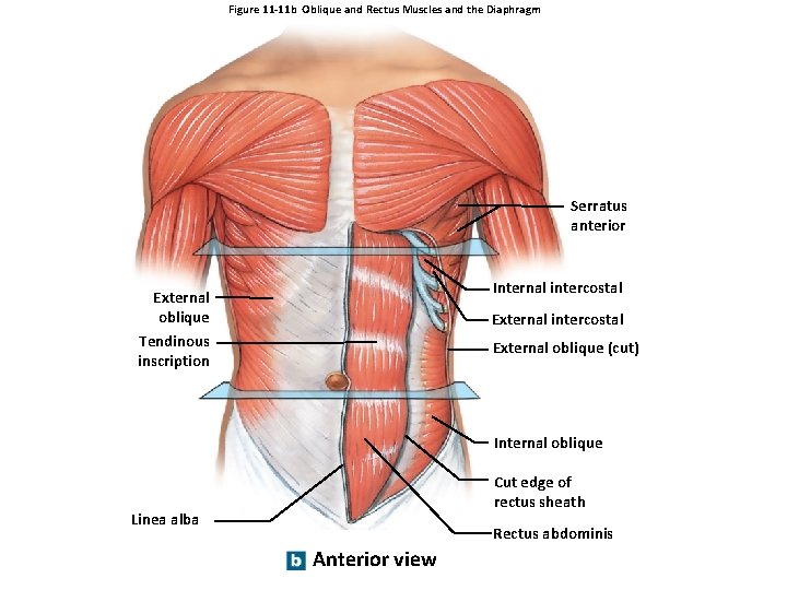 Figure 11 -11 b Oblique and Rectus Muscles and the Diaphragm Serratus anterior Internal