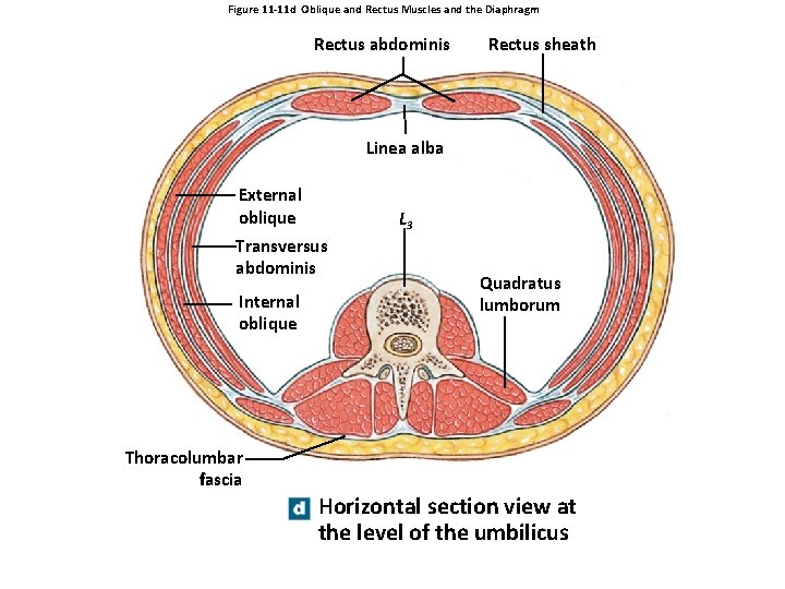 Figure 11 -11 d Oblique and Rectus Muscles and the Diaphragm Rectus abdominis Rectus