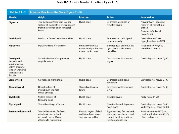 Table 11 -7 Anterior Muscles of the Neck (Figure 11– 9) 