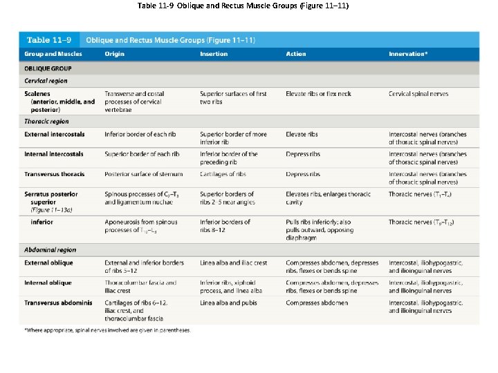 Table 11 -9 Oblique and Rectus Muscle Groups (Figure 11– 11) 