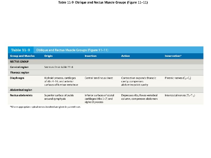 Table 11 -9 Oblique and Rectus Muscle Groups (Figure 11– 11) 