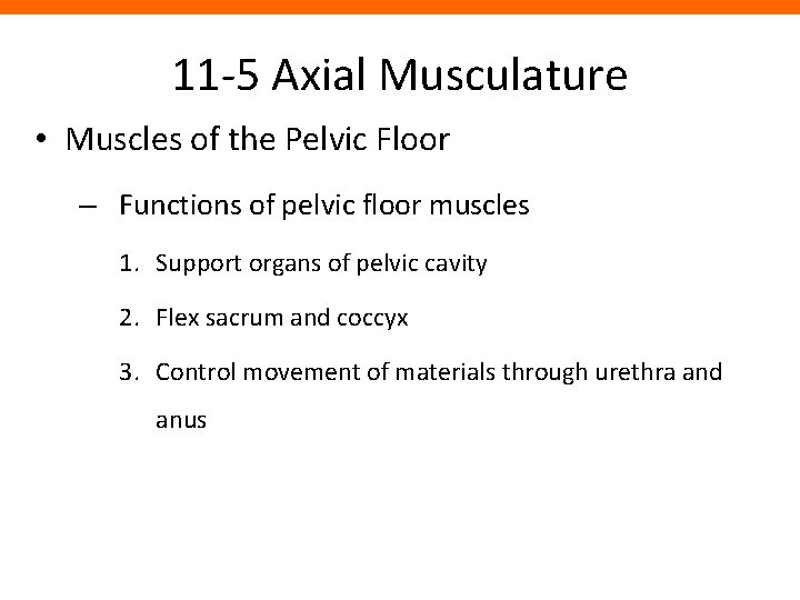 11 -5 Axial Musculature • Muscles of the Pelvic Floor – Functions of pelvic