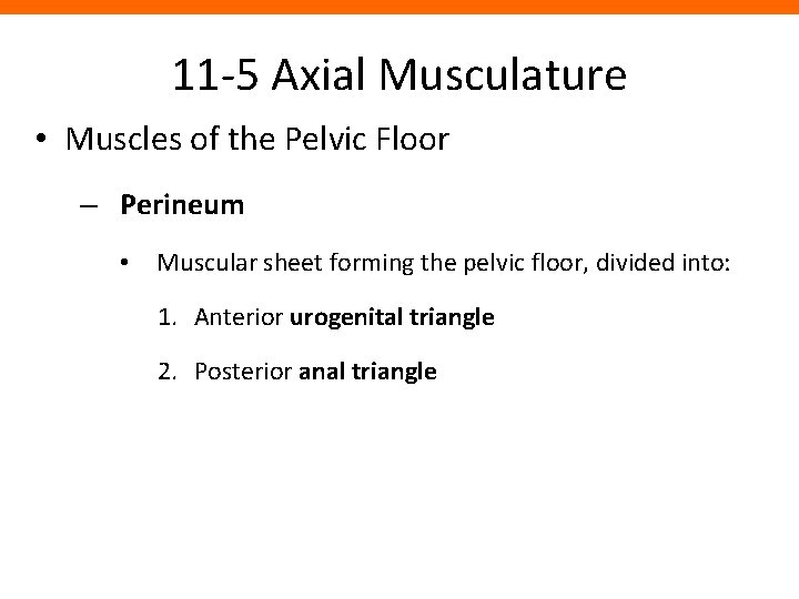 11 -5 Axial Musculature • Muscles of the Pelvic Floor – Perineum • Muscular