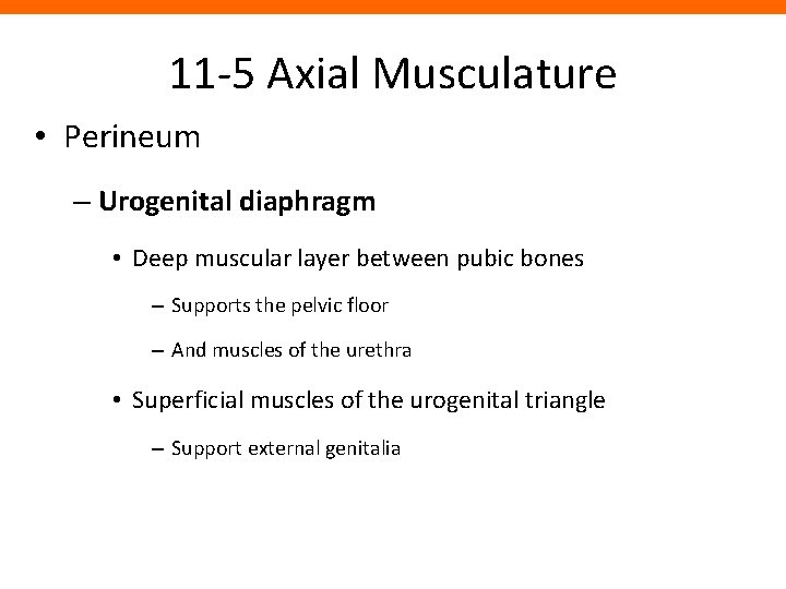 11 -5 Axial Musculature • Perineum – Urogenital diaphragm • Deep muscular layer between