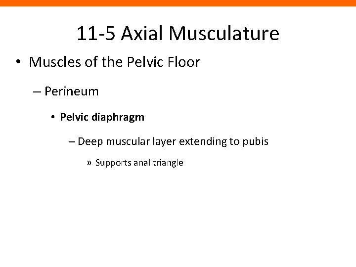 11 -5 Axial Musculature • Muscles of the Pelvic Floor – Perineum • Pelvic
