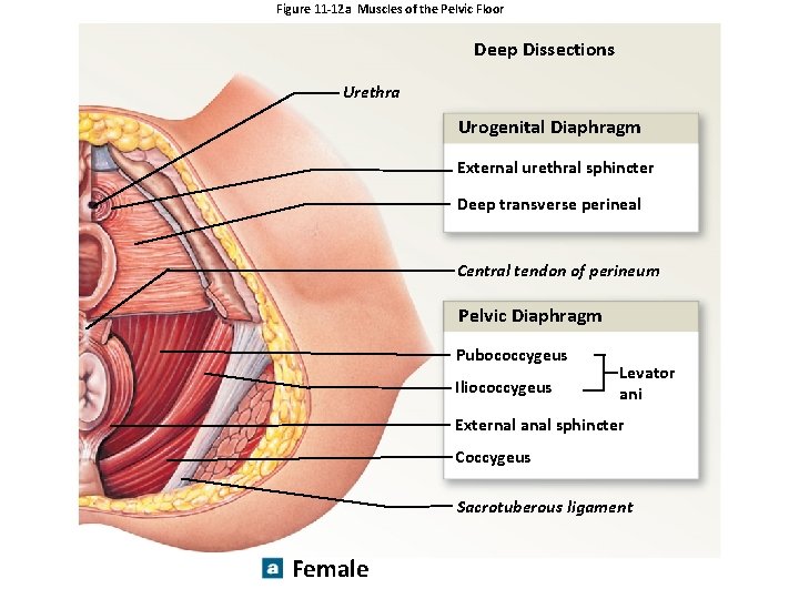 Figure 11 -12 a Muscles of the Pelvic Floor Deep Dissections Urethra Urogenital Diaphragm