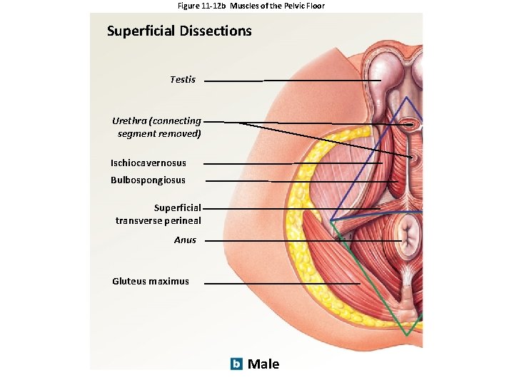 Figure 11 -12 b Muscles of the Pelvic Floor Superficial Dissections Testis Urethra (connecting