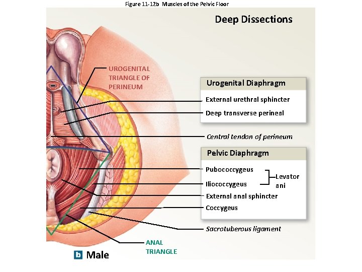 Figure 11 -12 b Muscles of the Pelvic Floor Deep Dissections UROGENITAL TRIANGLE OF