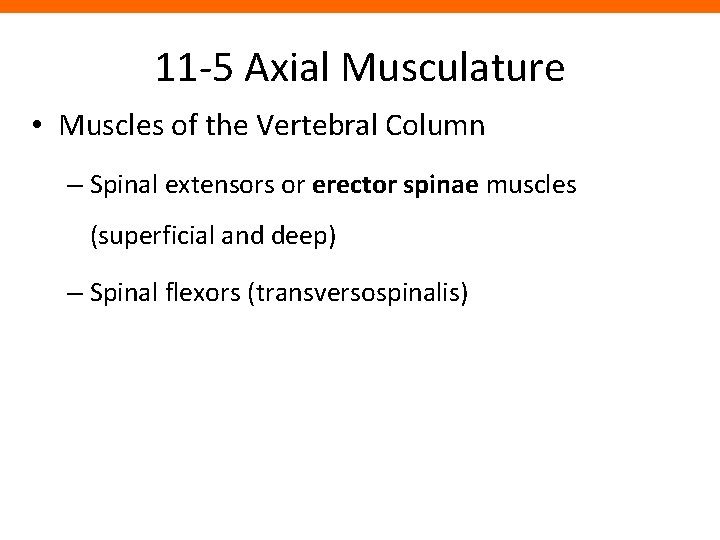 11 -5 Axial Musculature • Muscles of the Vertebral Column – Spinal extensors or