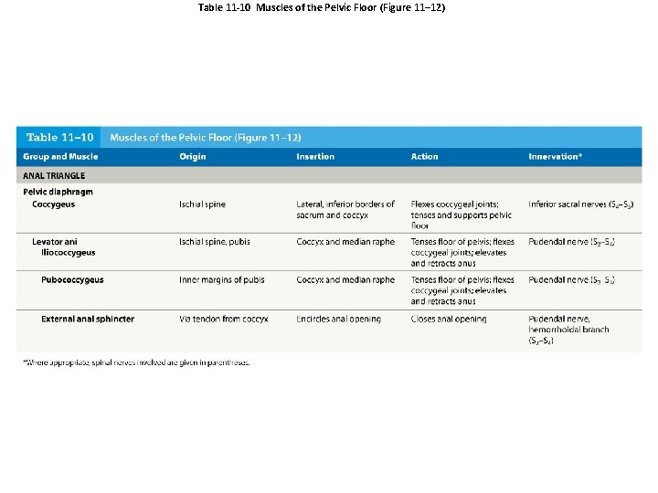 Table 11 -10 Muscles of the Pelvic Floor (Figure 11– 12) 