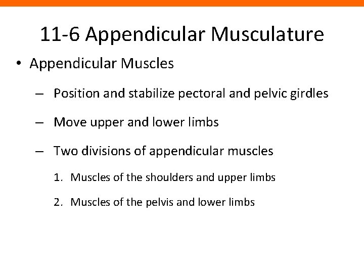 11 -6 Appendicular Musculature • Appendicular Muscles – Position and stabilize pectoral and pelvic