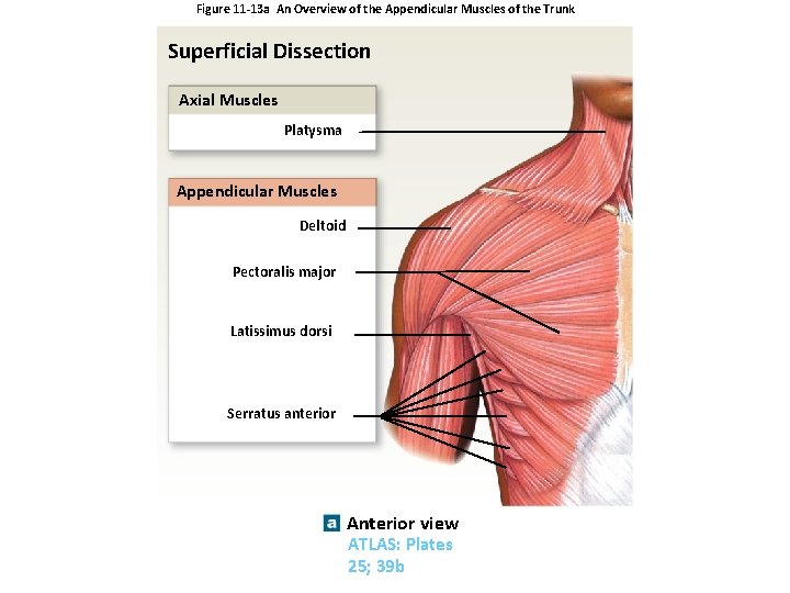 Figure 11 -13 a An Overview of the Appendicular Muscles of the Trunk Superficial