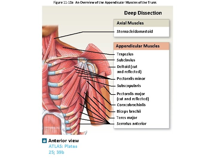 Figure 11 -13 a An Overview of the Appendicular Muscles of the Trunk Deep