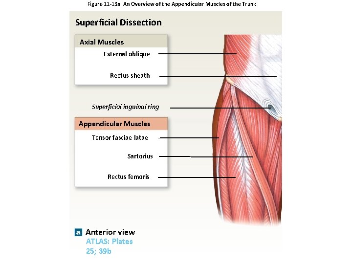 Figure 11 -13 a An Overview of the Appendicular Muscles of the Trunk Superficial