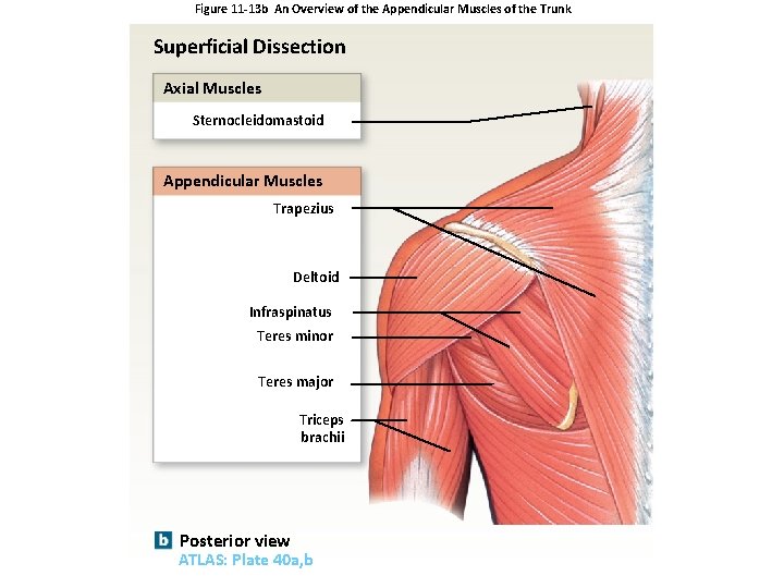 Figure 11 -13 b An Overview of the Appendicular Muscles of the Trunk Superficial