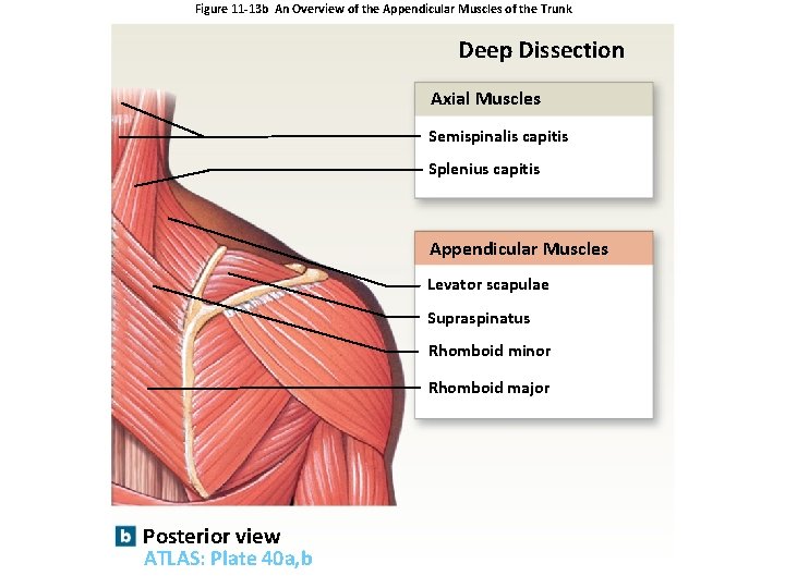 Figure 11 -13 b An Overview of the Appendicular Muscles of the Trunk Deep