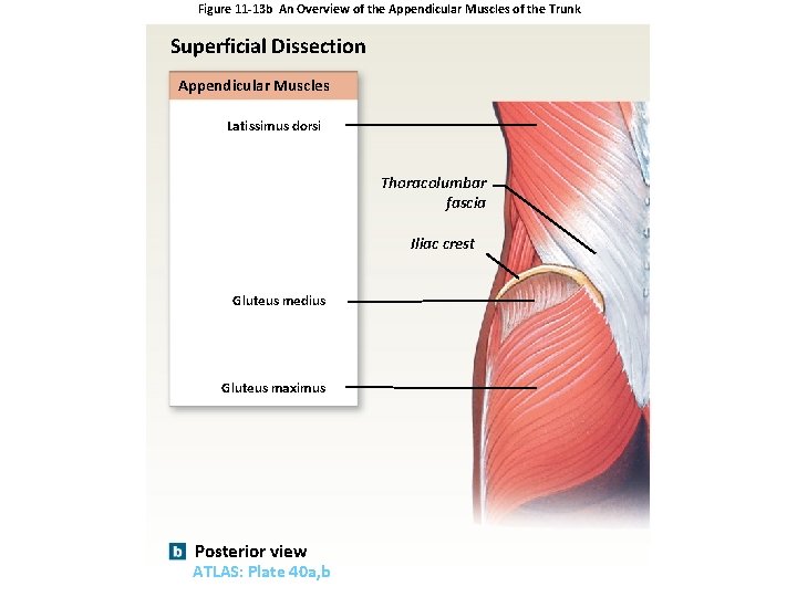 Figure 11 -13 b An Overview of the Appendicular Muscles of the Trunk Superficial