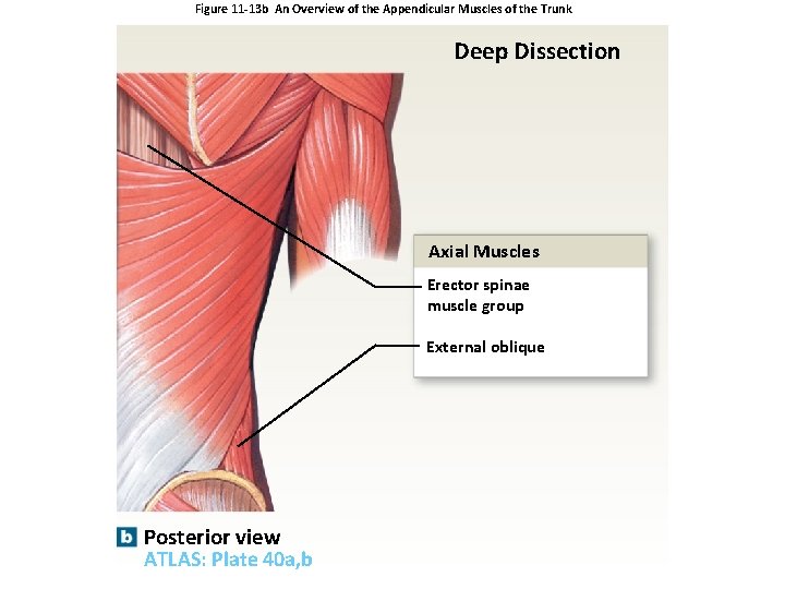 Figure 11 -13 b An Overview of the Appendicular Muscles of the Trunk Deep