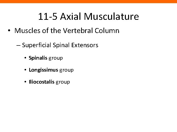 11 -5 Axial Musculature • Muscles of the Vertebral Column – Superficial Spinal Extensors