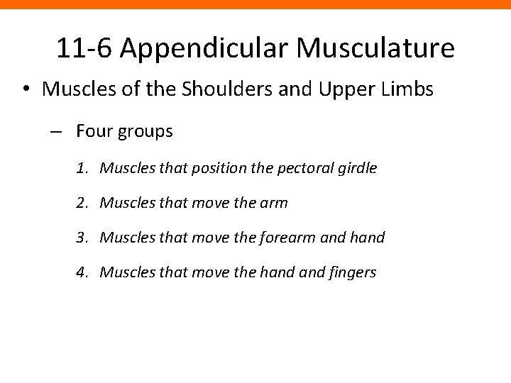 11 -6 Appendicular Musculature • Muscles of the Shoulders and Upper Limbs – Four