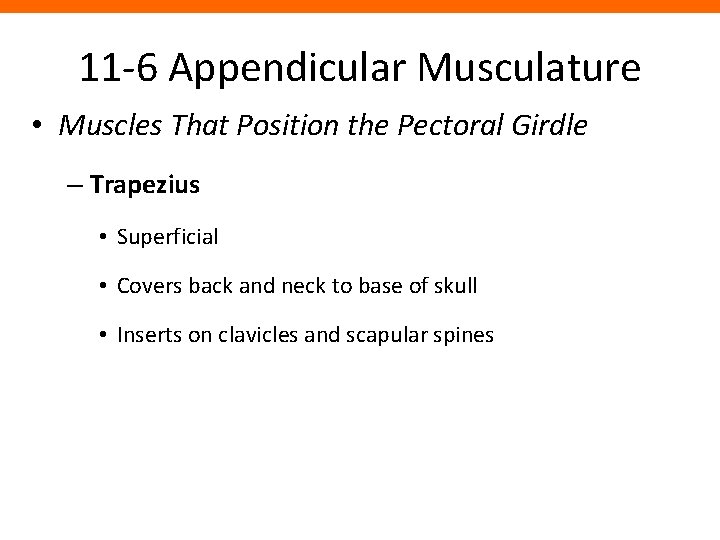 11 -6 Appendicular Musculature • Muscles That Position the Pectoral Girdle – Trapezius •