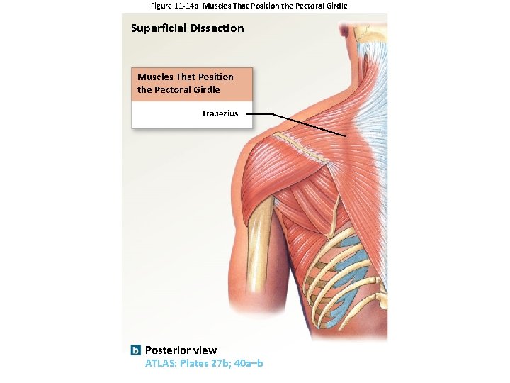 Figure 11 -14 b Muscles That Position the Pectoral Girdle Superficial Dissection Muscles That