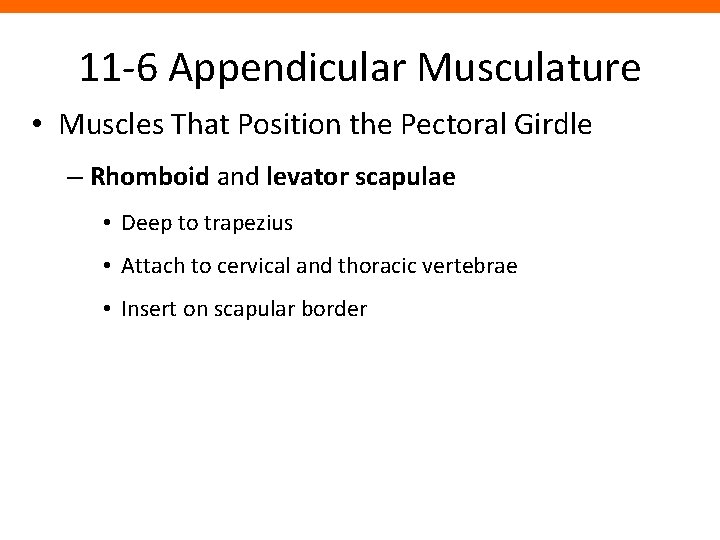 11 -6 Appendicular Musculature • Muscles That Position the Pectoral Girdle – Rhomboid and