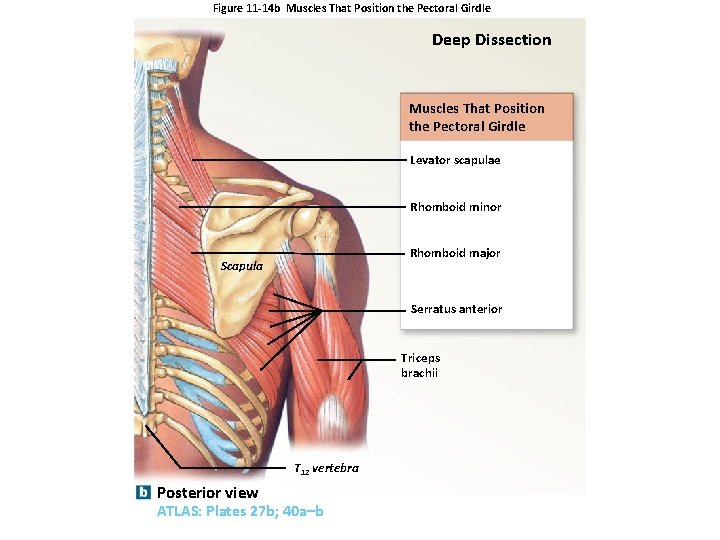 Figure 11 -14 b Muscles That Position the Pectoral Girdle Deep Dissection Muscles That