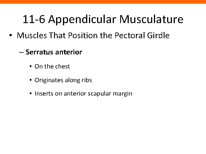 11 -6 Appendicular Musculature • Muscles That Position the Pectoral Girdle – Serratus anterior